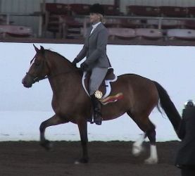 Goldhills Bit-O-Honey, Section D Welsh Cob Mare