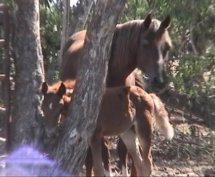 Goldhills Bon Bon - Section D Welsh Cob filly