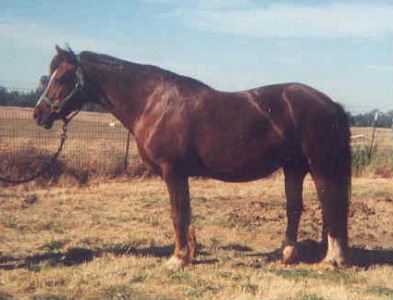 *Okeden Britannia - Section D Welsh Cob Mare