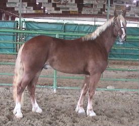 Goldhills Butter Scotch - Section D Welsh Cob Gelding