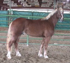 Goldhills Butter Scotch - Section D Welsh Cob Gelding