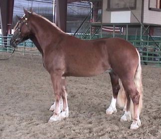 Goldhills Butter Scotch - Section D Welsh Cob Gelding