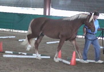 Goldhills Butter Scotch - Section D Welsh Cob gelding