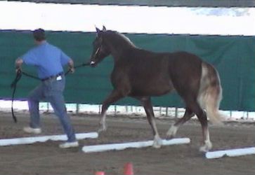 Goldhills Butter Scotch - Section D Welsh Cob gelding