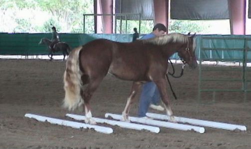 Goldhills Butter Scotch - Section D Welsh Cob gelding