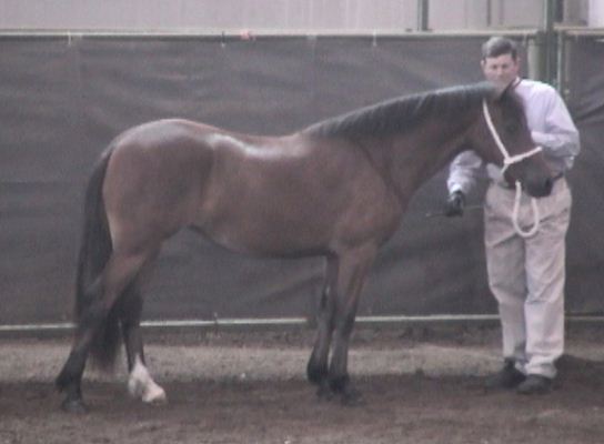 Goldhills Hot Fudge - WPCSA National Champion Section D Welsh Cob filly