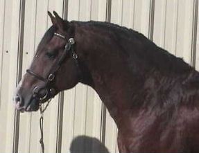 Goldhills Welsh Cob Stallion -  *Okeden Welsh Flyer