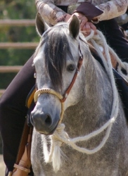 Goldhills Maverick LOM - Section B Welsh Pony