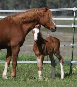 Goldhills Million Heir - Section B colt