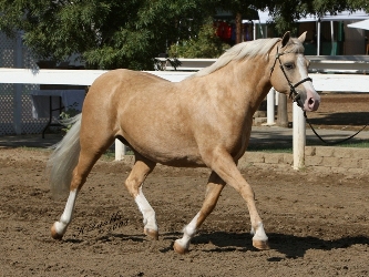 Goldhills Mirage - Section B Welsh Pony Mare