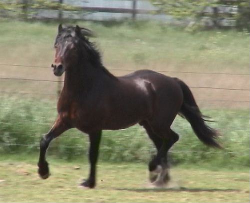 Gallod Owain - 2 year old Section D Welsh Colt by *Okeden Welsh Flyer