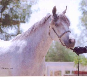 Goldhills Abracadabra - Section B Welsh Pony Filly