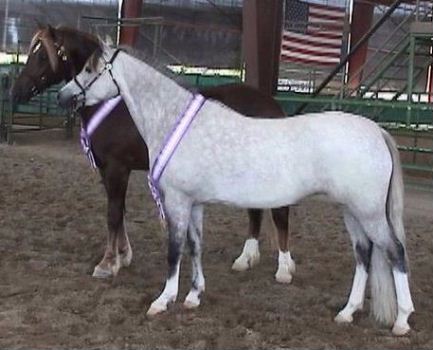 Goldhills Abracadabra - Section B Welsh pony mare - Supreme Champion