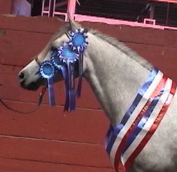 Goldhills Abracadabra - Section B Welsh Pony filly - Supreme Champion