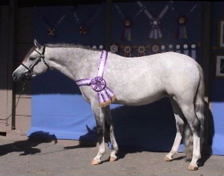 Goldhills Abracadabra - Section B Welsh Pony Mare - Supreme Champion