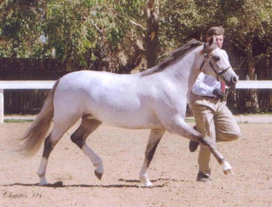 Goldhills Abracadabra - Section B Welsh Pony filly