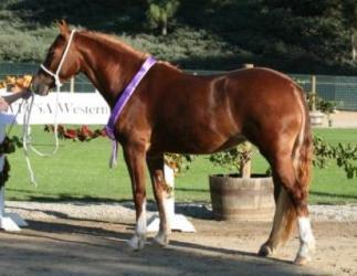 Goldhills Baklava - Section D Welsh Cob mare