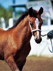 Goldhills Bit-O-Honey - Section D Welsh Mare