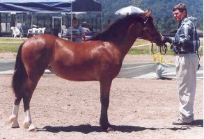 Goldhills Bit-O-Honey Section D Welsh mare