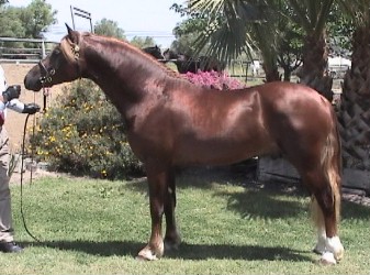 Goldhills Brandysnap - Section D Welsh Cob Colt