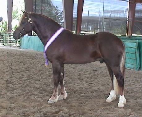 Goldhills Brandysnap - Section D Welsh Cob colt - Supreme Champion 2005 Pony Palace