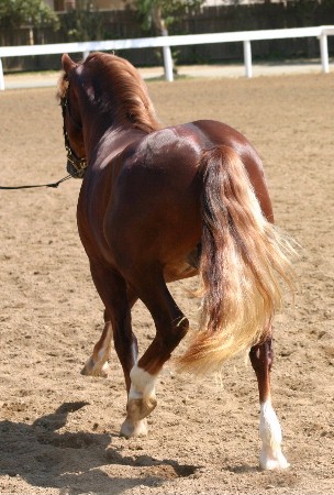 Goldhills Brandysnap - Section D Colt - Supreme Champion