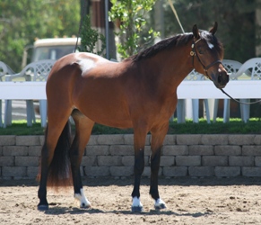 Goldhills Bright Star - Section B Welsh Pony mare - age 2 in photo