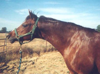 Goldhills Britannia - Section D Welsh Cob Mare