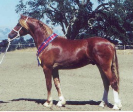 Goldhills British Sterling - Champion Section D Welsh Cob