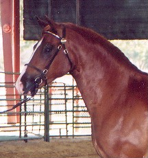 Goldhills British Sterling - National Champion Section D Welsh Gelding