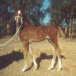 Goldhills Butter Rum - Champion Section D Welsh Gelding