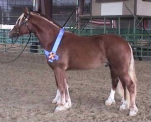 Goldhills Butter Scotch - Section D Welsh cob gelding