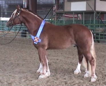 Goldhills Butter Scotch - Section D Welsh Cob Gelding