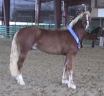 Goldhills ButterScotch - Section D Welsh Cob Gelding