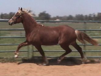 Goldhills Butterscotch - Section D Welsh Cob