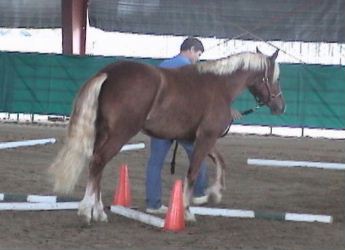 Goldhills Butter Scotch - Section D Welsh Cob gelding