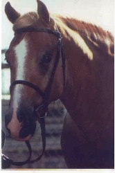 Bar GR Elyston - Champion Section D Welsh Cob