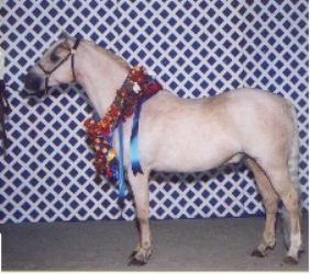 Goldhills Mystic Oak - Section B Welsh Gelding