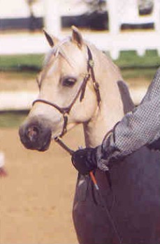 Goldhills Mystic Oak - Champion Section B Welsh Gelding