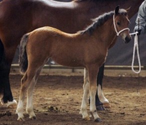 Goldhills Hot Number - Section D Welsh Cob filly