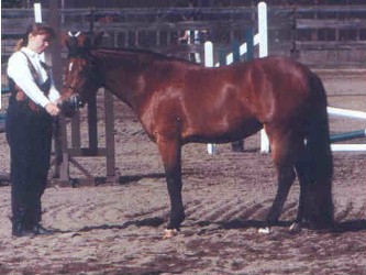 Goldhills Diamond Lil - Section B Welsh Mare