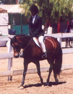 Goldhills Diamond Lil - Section B Welsh Mare