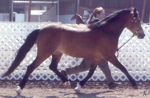 Goldhills Diamond Lil - Section B Welsh Mare