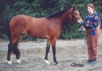 Goldhills Diamond Lil - Section B Welsh Mare