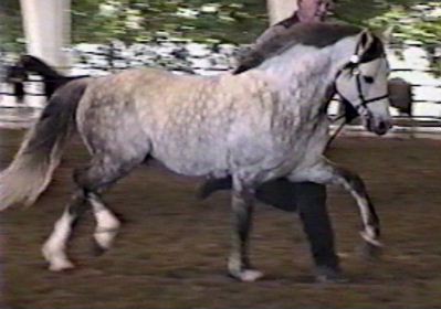 Gayfields Call the Cops LOM - Champion Section B Welsh Pony stallion