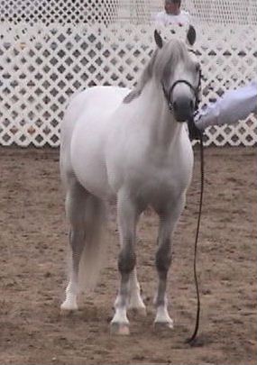 Gayfields Call the Cops LOM - Section B Welsh Pony Stallion