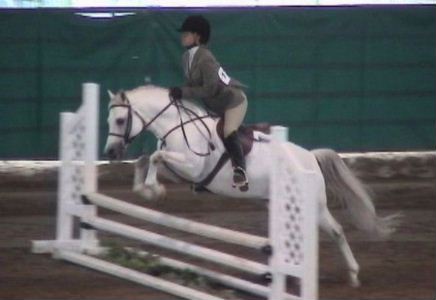 Gayfields Call the Cops - Champion Section B Welsh Stallion in his first hunter show!