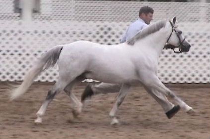 Gayfields Call the Cops LOM - Section B Welsh Pony stallion