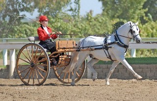 Goldhills Welsh Section B Welsh Pony Gayfields Call the Cops