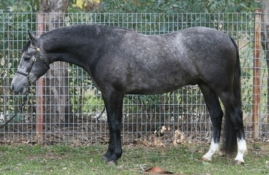 Goldhills Double Dare - Section B Welsh Pony gelding